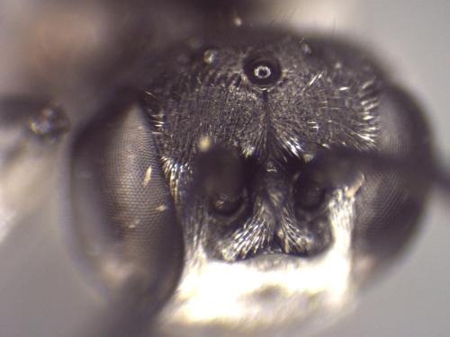Psenulus fuscipennis